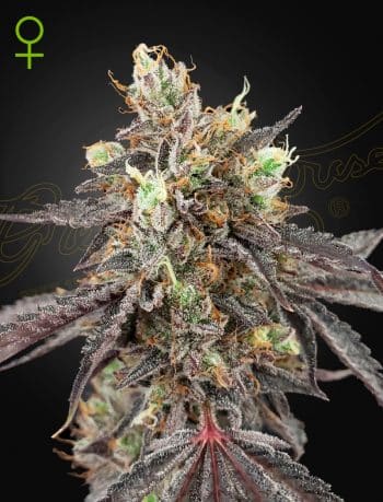 Gelato #41 x Gelato #41 Auto Cannabis Seeds by Green House Seeds