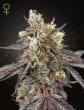 Gelato #41 x Gelato #41 Auto Cannabis Seeds by Green House Seeds