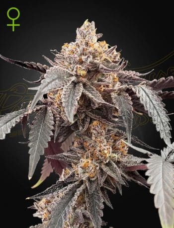 Guava x Gelato #41 Auto Cannabis Seeds by Green House Seeds