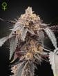 Guava x Gelato #41 Auto Cannabis Seeds by Green House Seeds