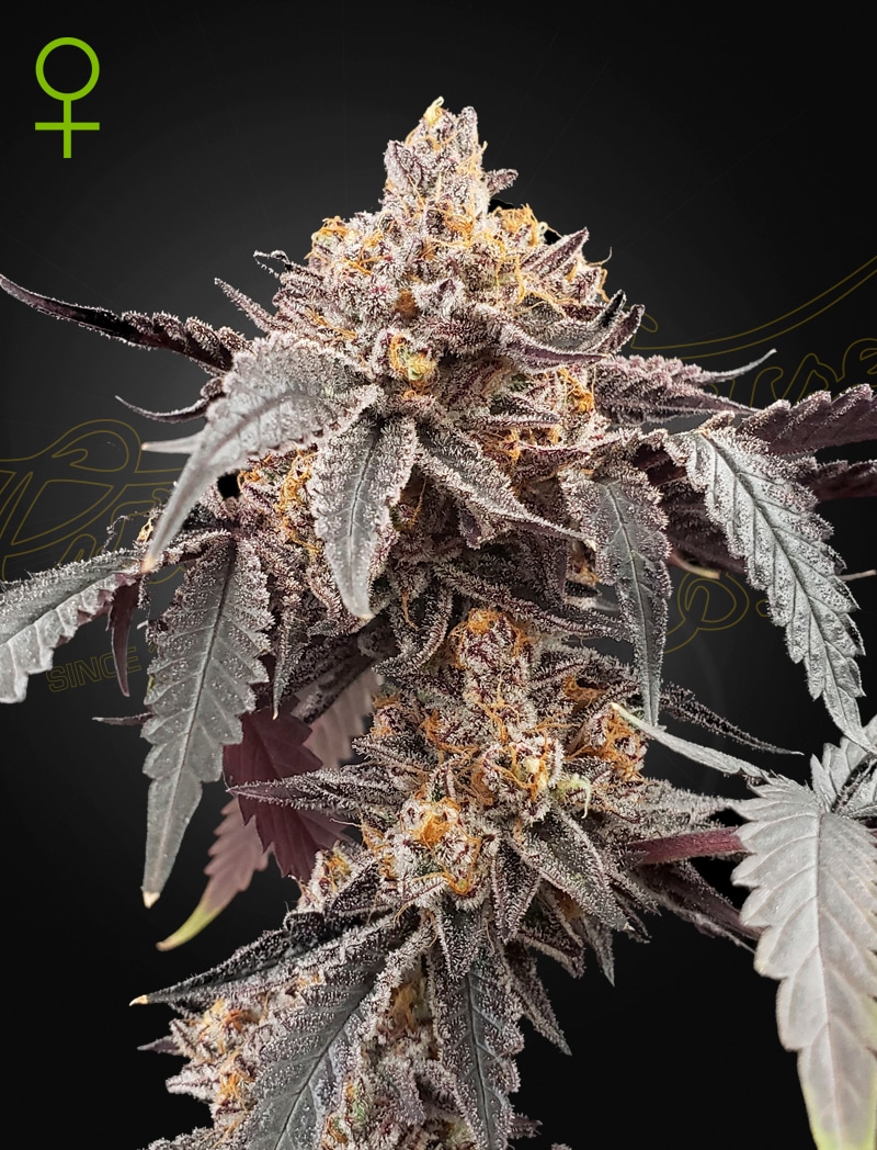 Guava-Gelato Guava x Gelato #41 Auto Cannabis Seeds by Green House Seeds