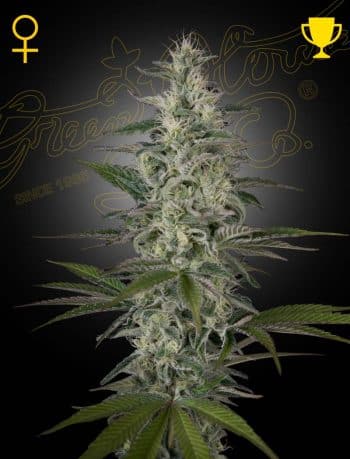 Hawaiian Snow Feminized Cannabis Seeds by Green House Seeds