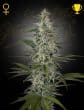 Hawaiian Snow Feminized Cannabis Seeds by Green House Seeds