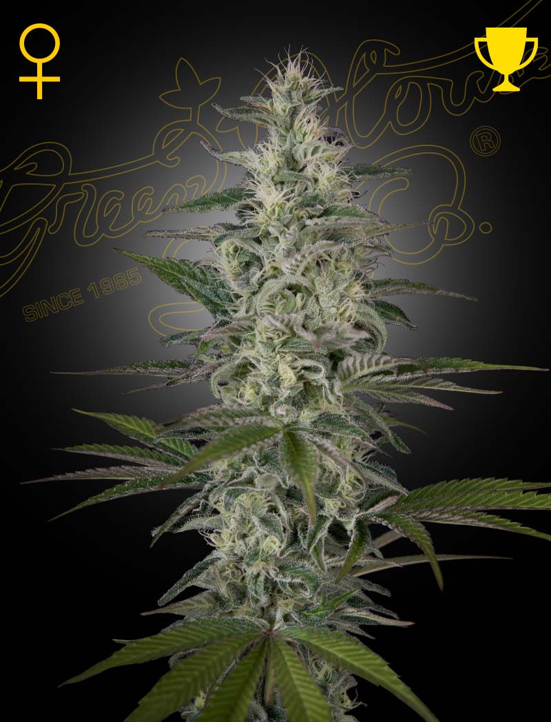 HAWAIIAN_SNOW Hawaiian Snow Feminized Cannabis Seeds by Green House Seeds