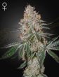 HIGHCLOUDZ-800X1048_WEB