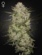 HIGHCLOUDZ_AUTO-800X1048_WEB_ig6e-b3