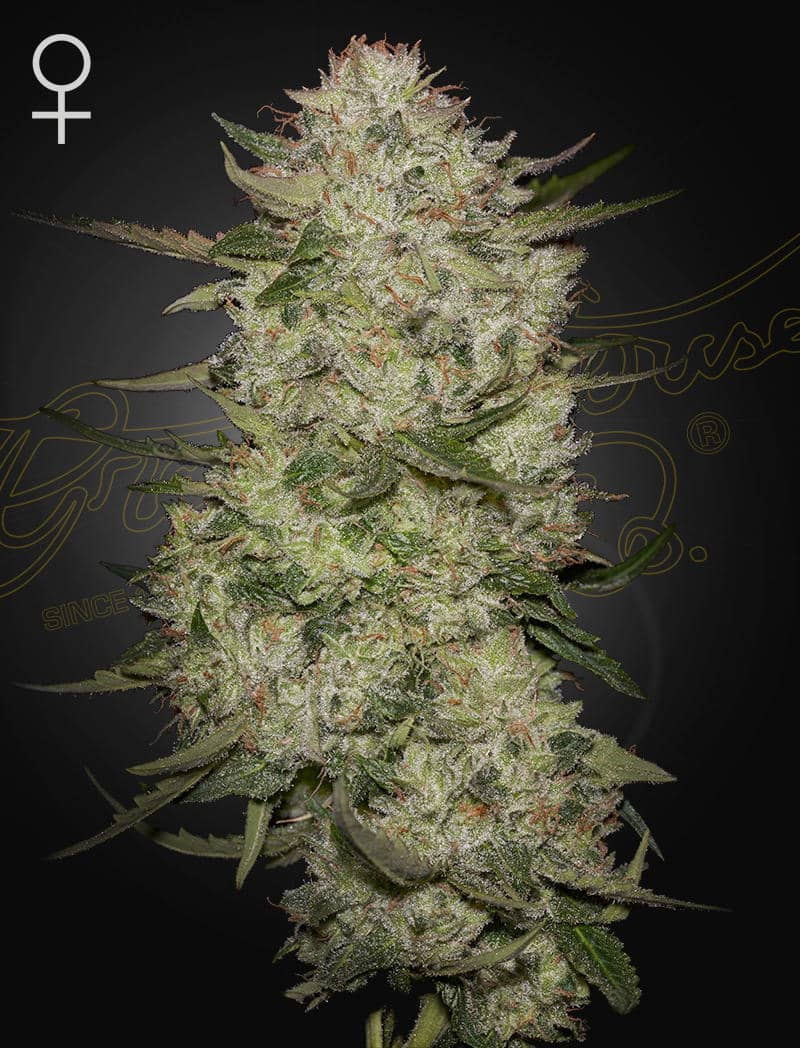 HIGHCLOUDZ_AUTO-800X1048_WEB_ig6e-b3 Highcloudz Auto Cannabis Seeds by Green House Seeds