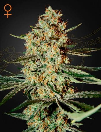 Himalaya Gold Feminized Cannabis Seeds by Green House Seeds