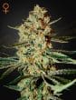Himalaya Gold Feminized Cannabis Seeds by Green House Seeds