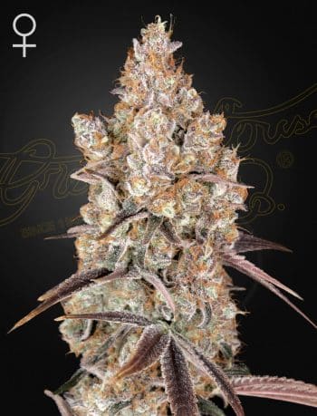 Holy Snow Feminized Cannabis Seeds by Green House Seeds