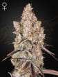 Holy Snow Feminized Cannabis Seeds by Green House Seeds