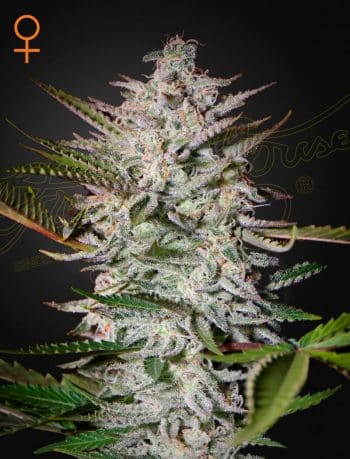 Holy Punch Feminized Cannabis Seeds by Green House Seeds