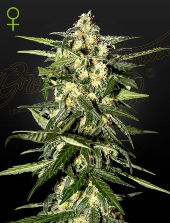 Jack Herer Auto Cannabis Seeds by Green House Seeds