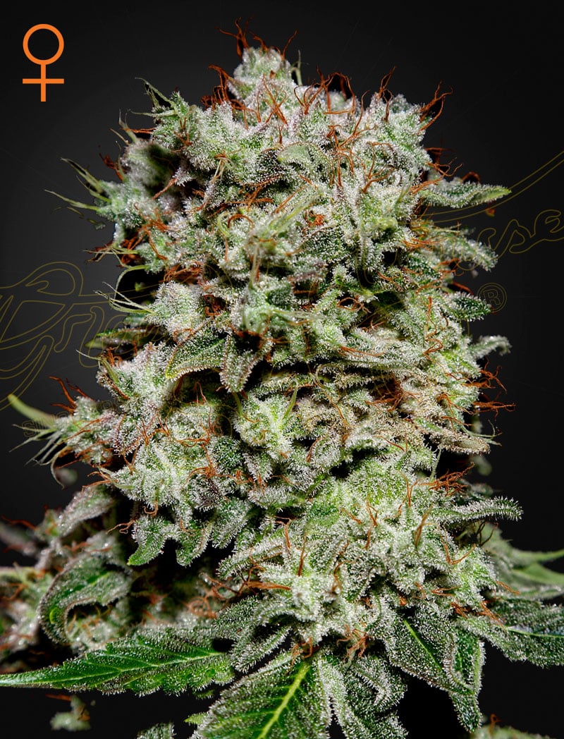 Kalashnikova Kalashnikova Feminized Cannabis Seeds by Green House Seeds