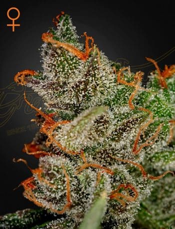 Kings Kush Feminized Cannabis Seeds by Green House Seeds
