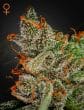 Kings Kush Feminized Cannabis Seeds by Green House Seeds