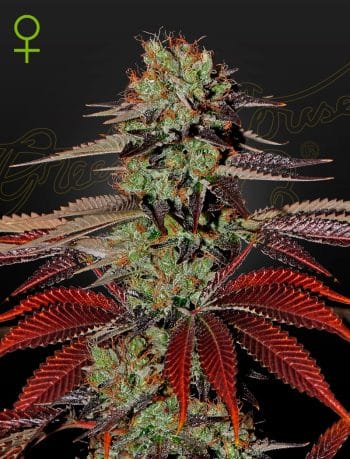 Kings Kush Auto Cannabis Seeds by Green House Seeds
