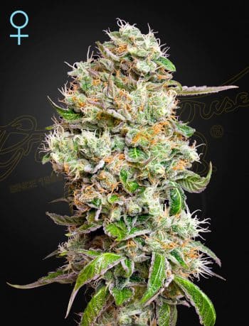 King's Kush Autoflowering CBD by Green House Seeds