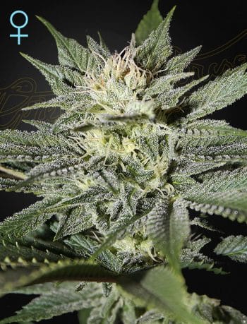 King's Kush CBD by Green House Seeds