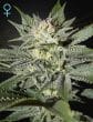 King's Kush CBD by Green House Seeds