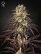 Kong's Krush Feminized Cannabis Seeds by Green House Seeds