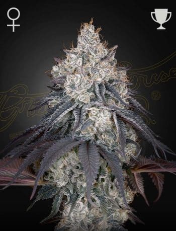 Lemon Orange Feminized Cannabis Seeds by Green House Seeds