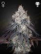 Lemon Orange Feminized Cannabis Seeds by Green House Seeds