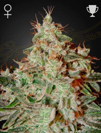 Lemon Skunk Feminized Cannabis Seeds by Green House Seeds