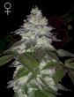 Milky Dreams Feminized Cannabis Seeds by Green House Seeds