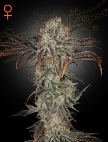 Money Maker - 3 Fem (Strain Hunters x Greenhouse Seeds)