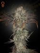 Money Maker - 3 Fem (Strain Hunters x Greenhouse Seeds)