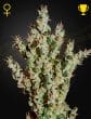 NL5 Haze Mist Feminized Cannabis Seeds by Green House Seeds