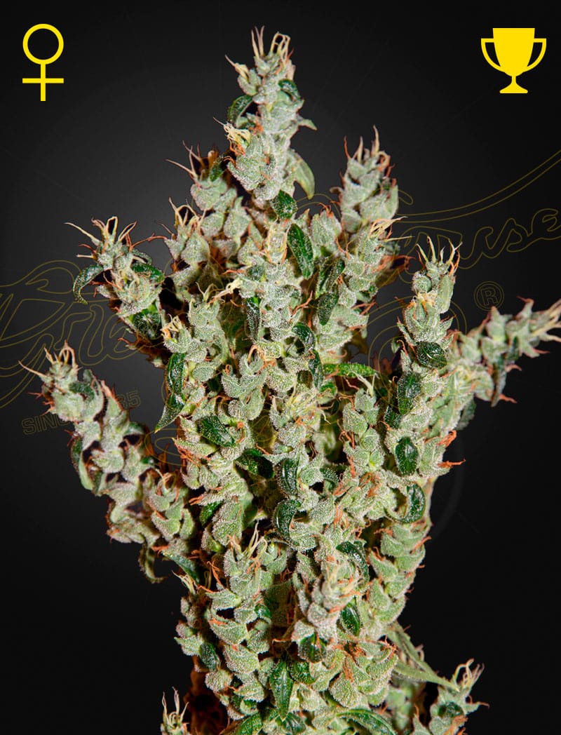 NL5HazeMist_v8z3-x7 NL5 Haze Mist Feminized Cannabis Seeds by Green House Seeds