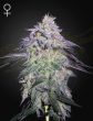 Nori Cake Feminized Cannabis Seeds by Green House Seeds