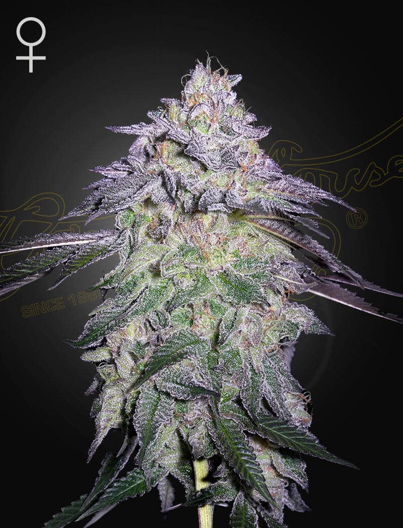 NORI-CAKE-800X1048_WEB_q5dh-ng Nori Cake Feminized Cannabis Seeds by Green House Seeds