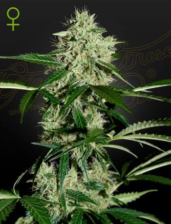 NL Auto Cannabis Seeds by Green House Seeds