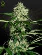 NL Auto Cannabis Seeds by Green House Seeds