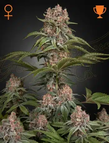 Pure Kush Feminized Cannabis Seeds by Green House Seeds