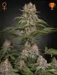 Pure Kush Feminized Cannabis Seeds by Green House Seeds