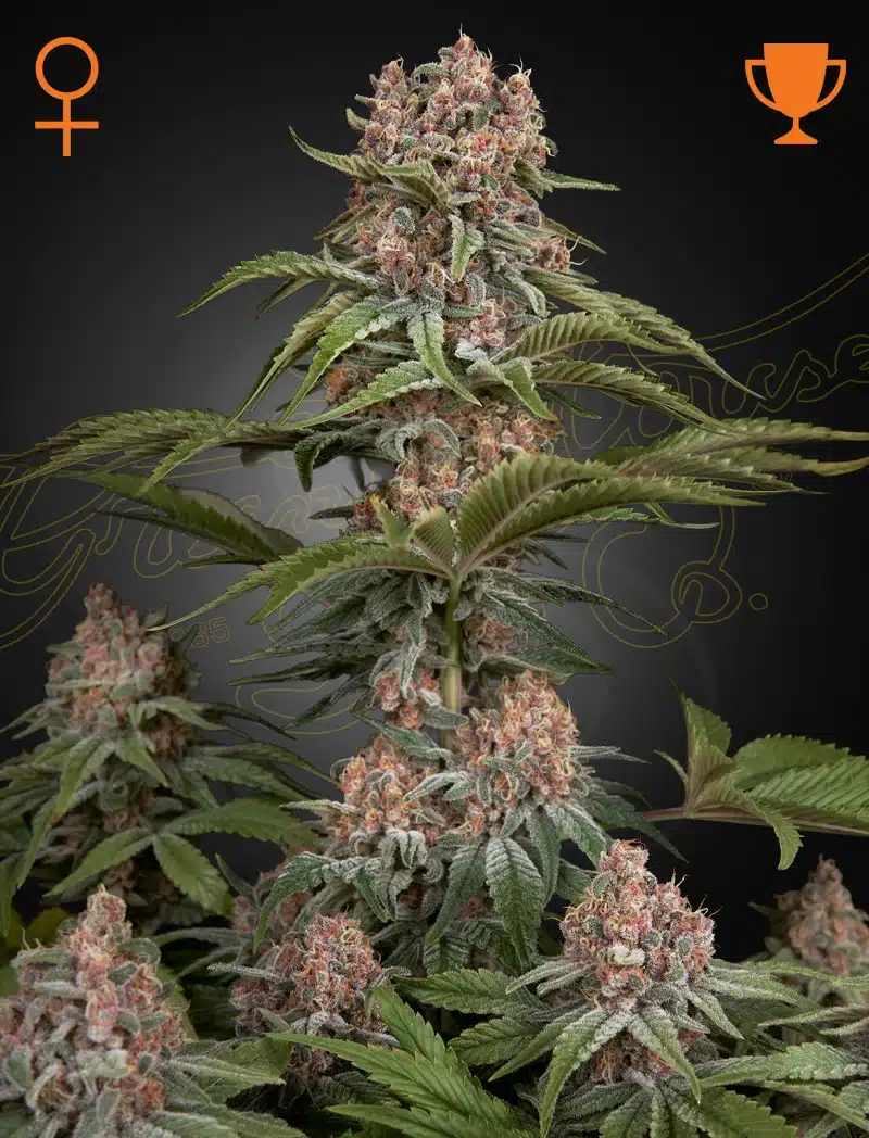 PURE_KUSH_WAB Pure Kush Feminized Cannabis Seeds by Green House Seeds