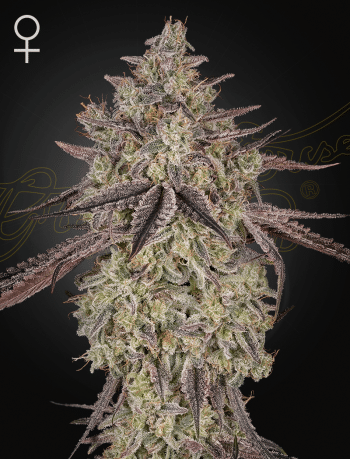 Skywalker Auto Cannabis Seeds by Green House Seeds