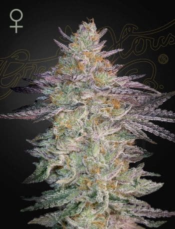 Super Banana Mango Feminized Cannabis Seeds by Green House Seeds