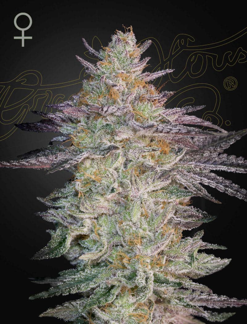 Super Banana Mango Feminized Cannabis Seeds by Green House Seeds Super Banana Mango Feminized Cannabis Seeds by Green House Seeds