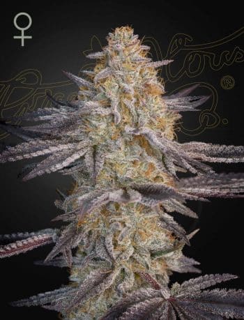 Air Lemon Feminized Cannabis Seeds by Green House Seeds