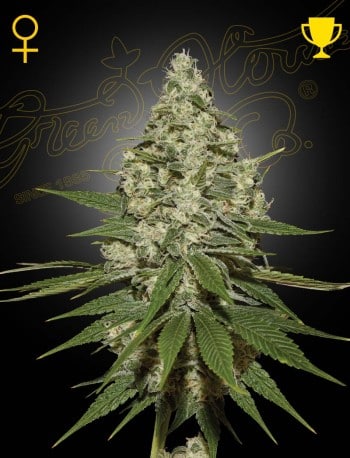 Super Lemon Haze Seeds