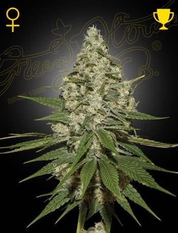 Super Lemon Haze Auto 3 Seeds Cannabis Seeds by Green House Seeds