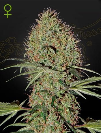 Super Bud Auto Cannabis Seeds by Green House Seeds