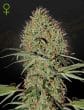 Super Bud Auto Cannabis Seeds by Green House Seeds
