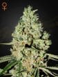 Super Critical Feminized Cannabis Seeds by Green House Seeds
