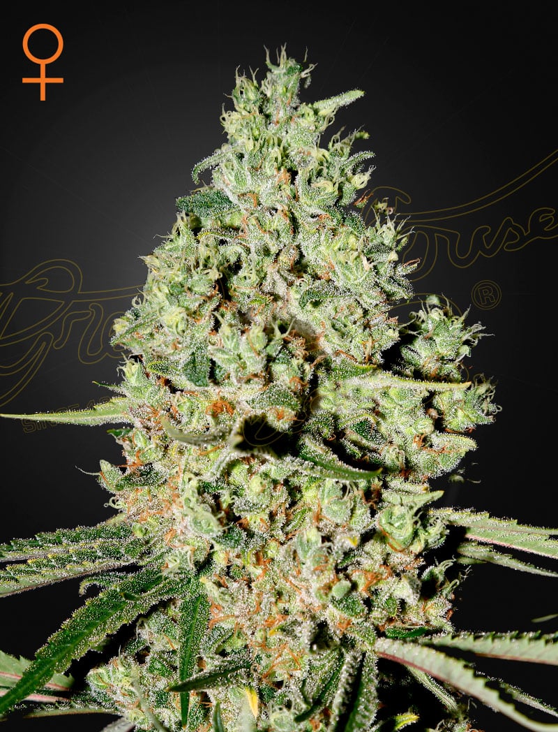 SuperCritical Super Critical Feminized Cannabis Seeds by Green House Seeds